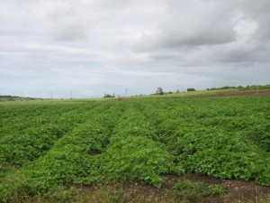 Sweet Potato Field